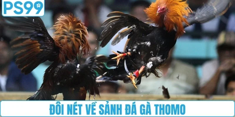 Đôi nét về sảnh đá gà Thomo